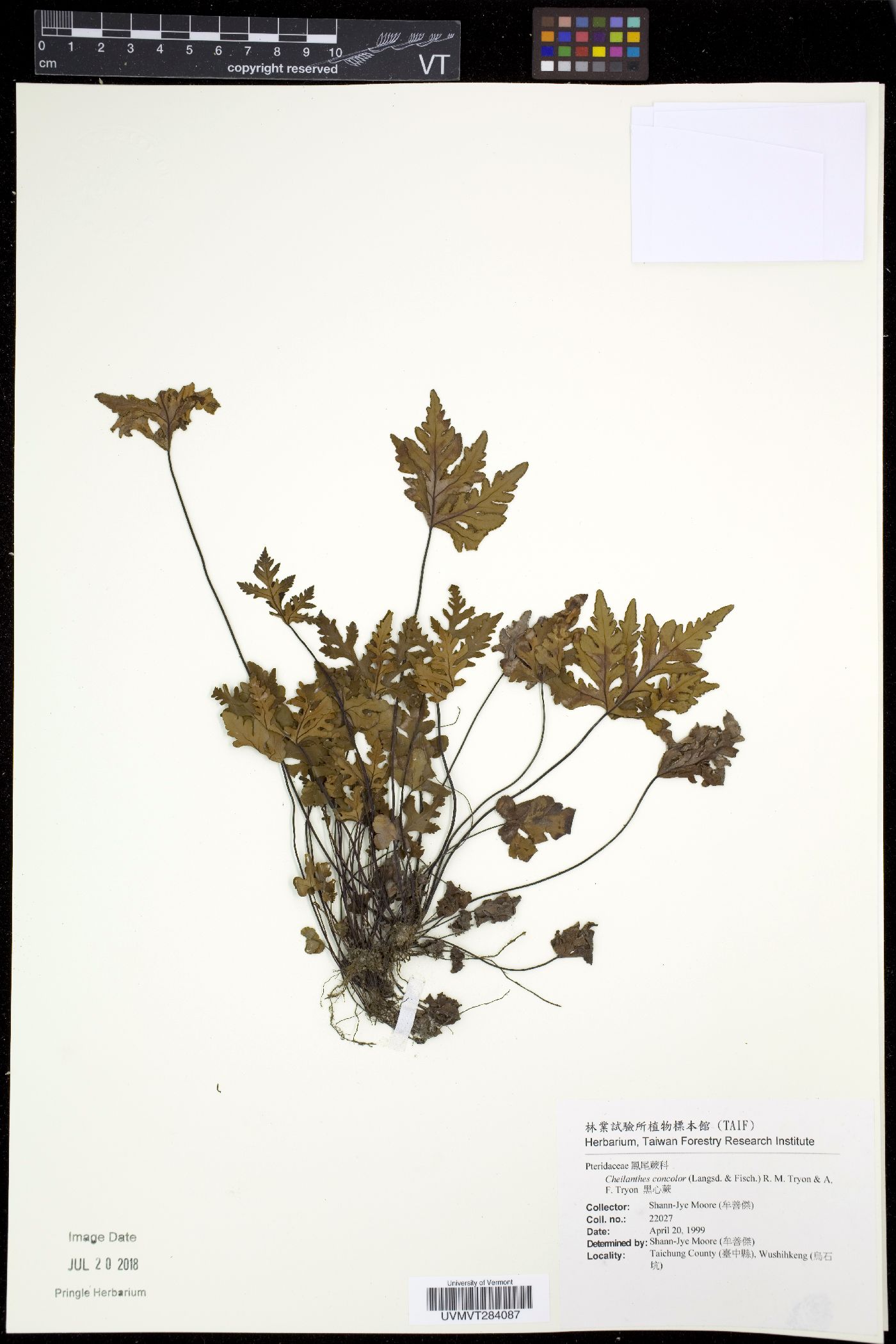 Doryopteris concolor image