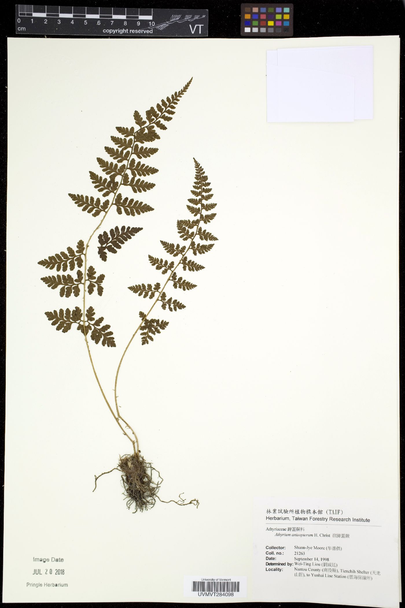 Athyrium anisopterum image