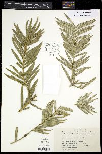 Amentotaxus argotaenia image