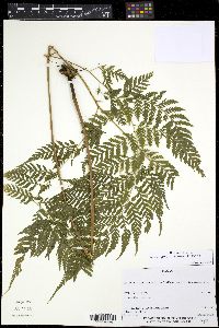 Media resource of Parapolystichum effusum