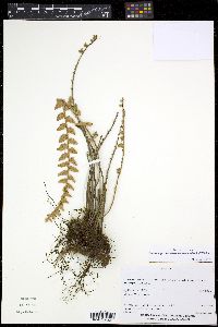 Astrolepis laevis image