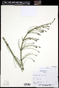 Equisetum myriochaetum image