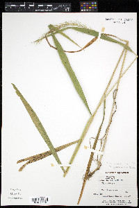Elymus wiegandii image