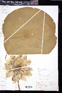 Nymphaea odorata subsp. tuberosa image