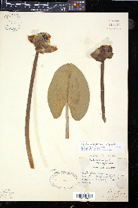 Nuphar variegata image