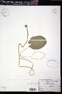 Nuphar microphylla image