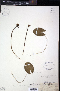 Nuphar advena image