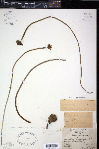 Nuphar advena image