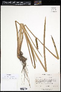 Acorus calamus image