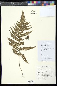 Diplazium ovatum image