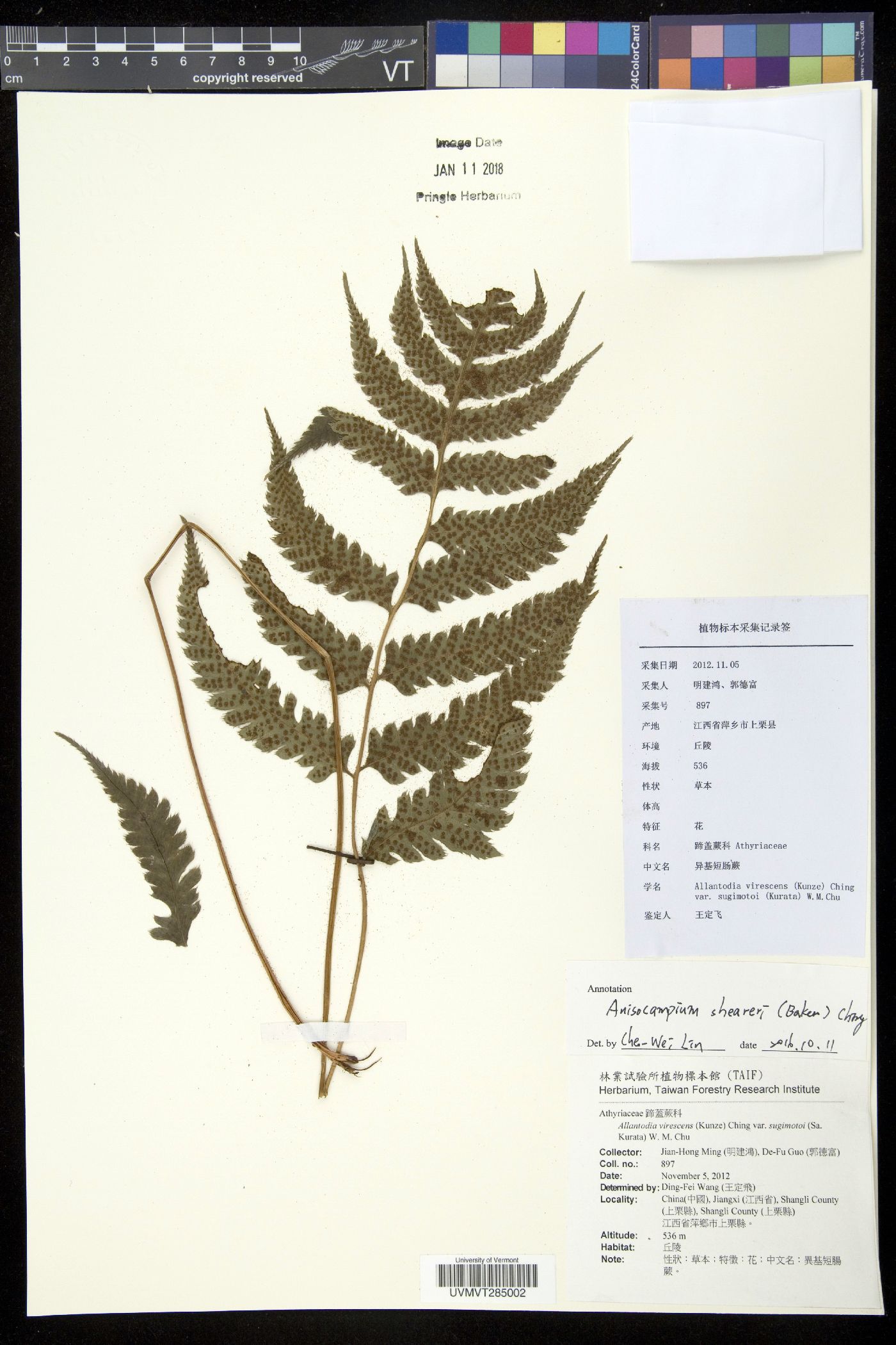 Anisocampium image