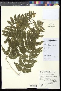 Diplazium virescens image