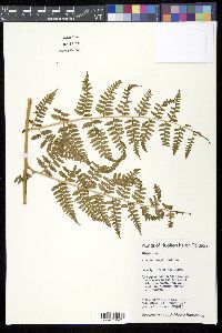 Athyrium fragile image
