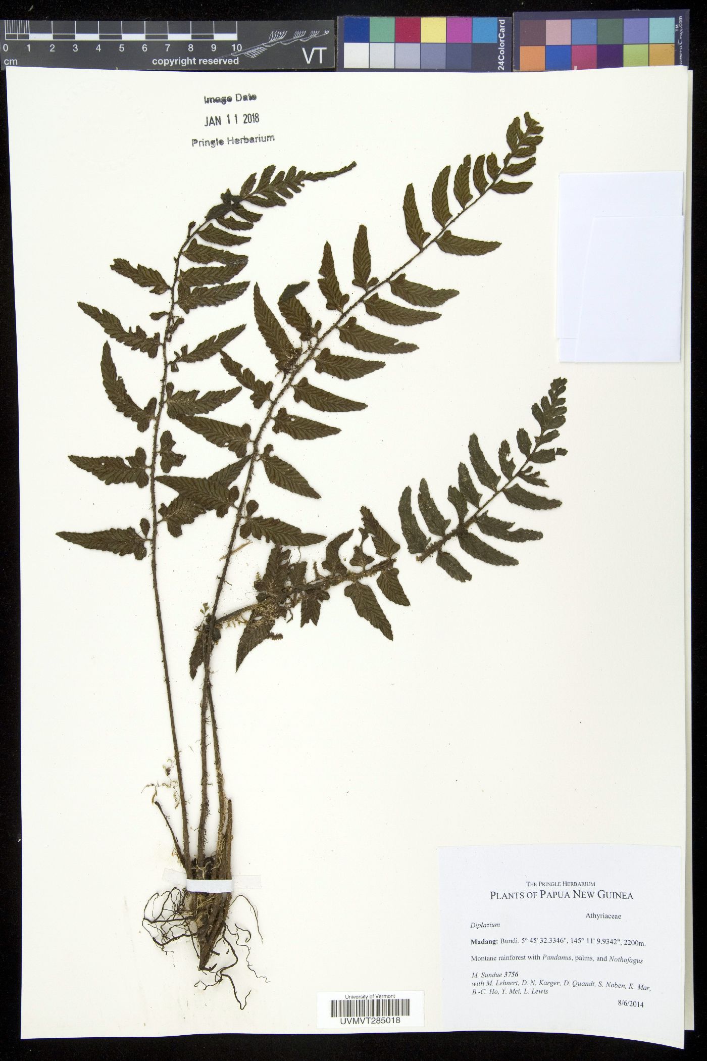 Diplazium weinlandii image