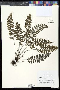 Diplazium squamuligerum image