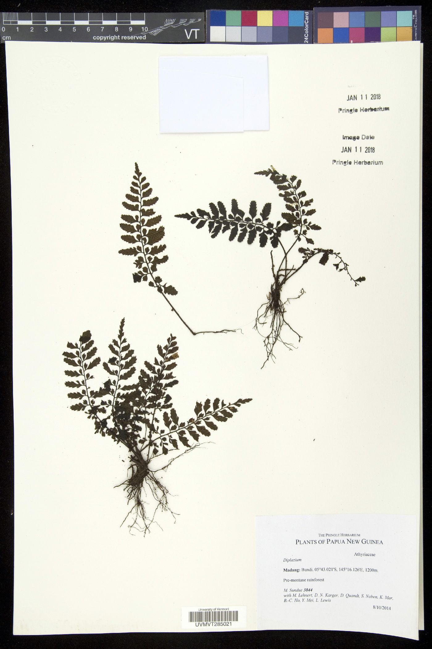 Diplazium squamuligerum image