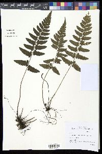 Diplazium weinlandii image