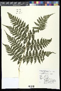 Diplazium kawakamii image