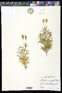 Diphasiastrum complanatum image