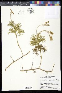 Diphasiastrum tristachyum image
