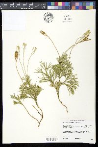 Diphasiastrum tristachyum image