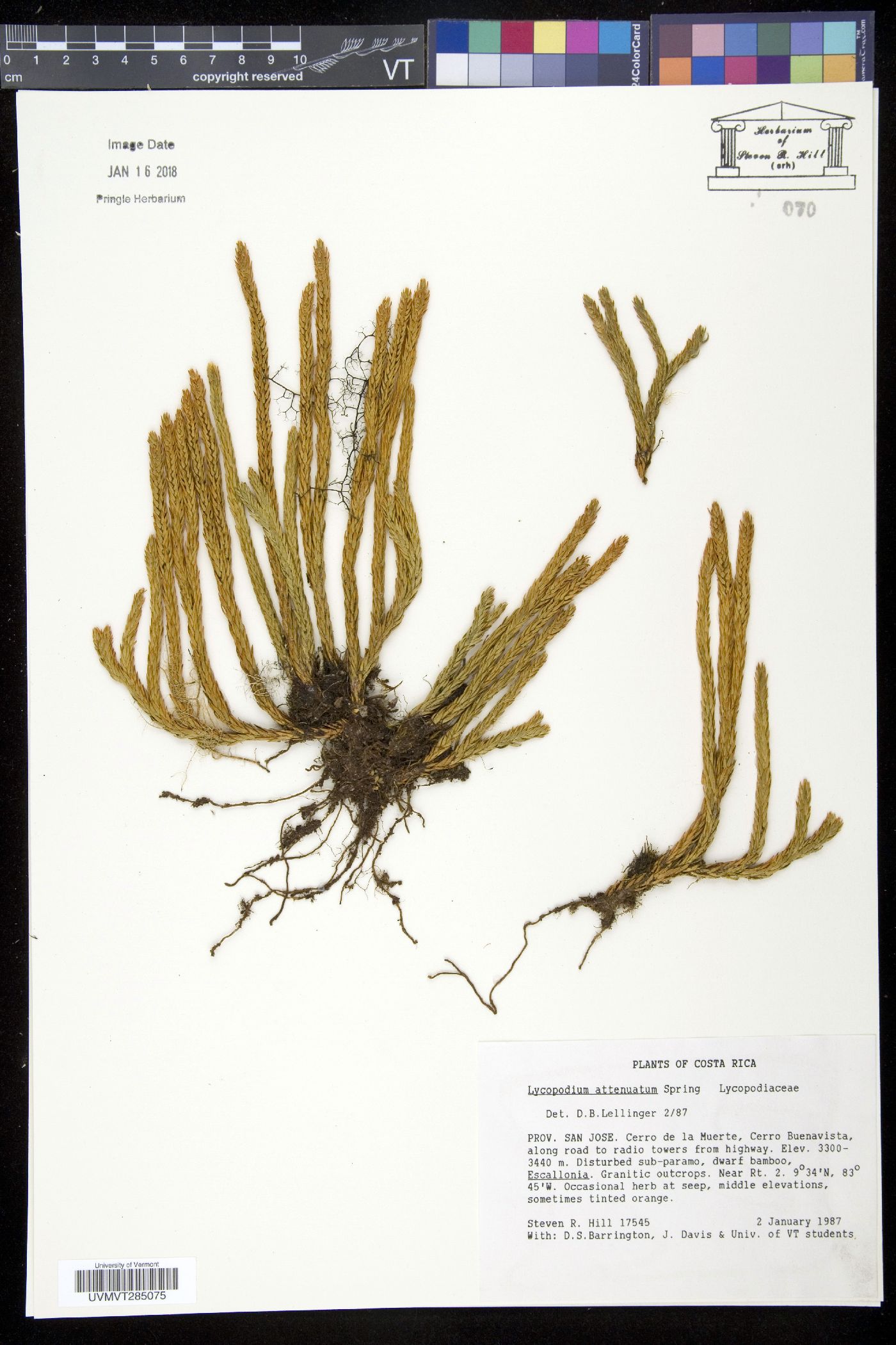 Lycopodium attenuatum image