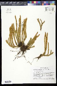 Media resource of Lycopodium attenuatum