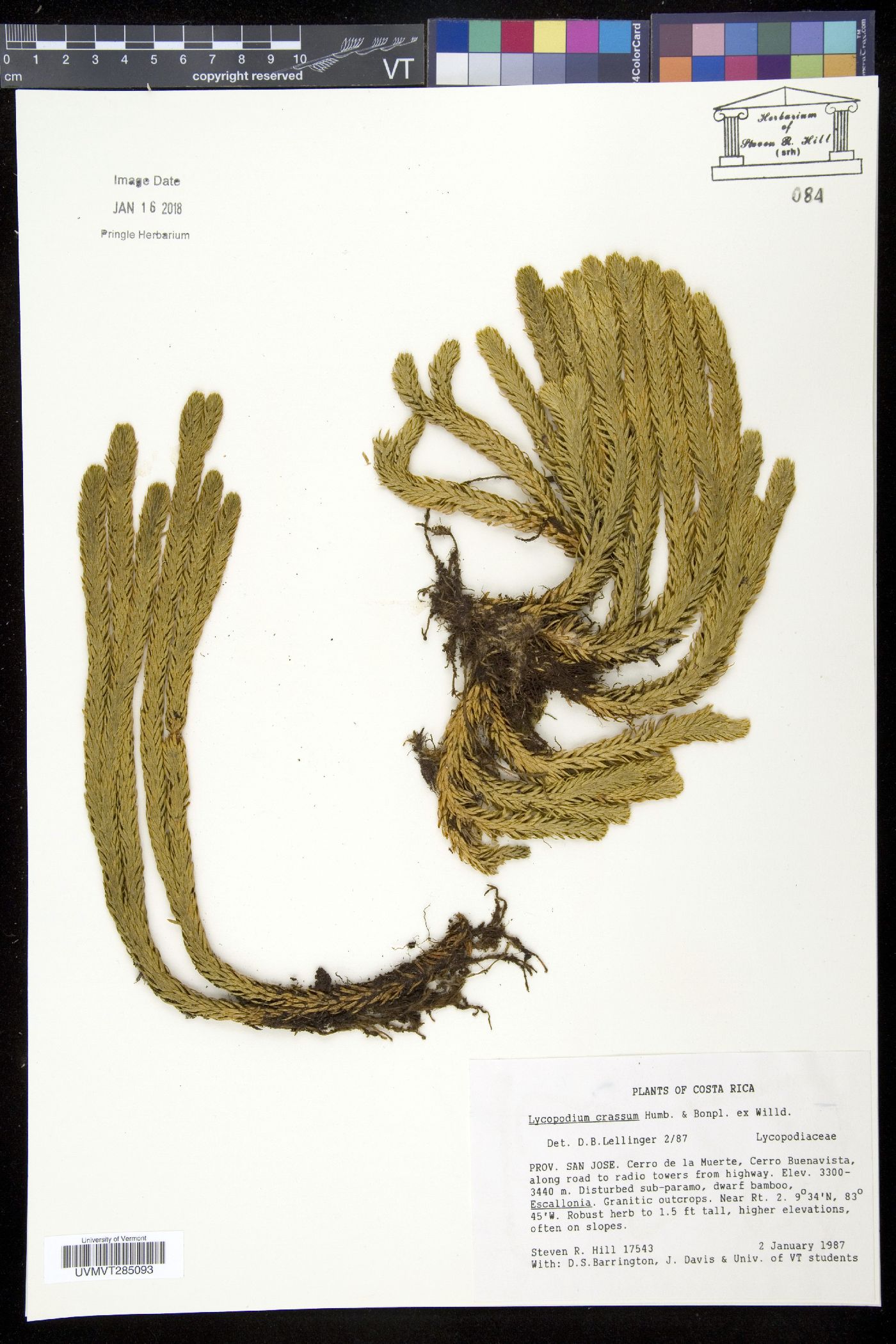 Lycopodium crassum image