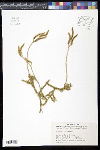 Media resource of Lycopodium japonicum