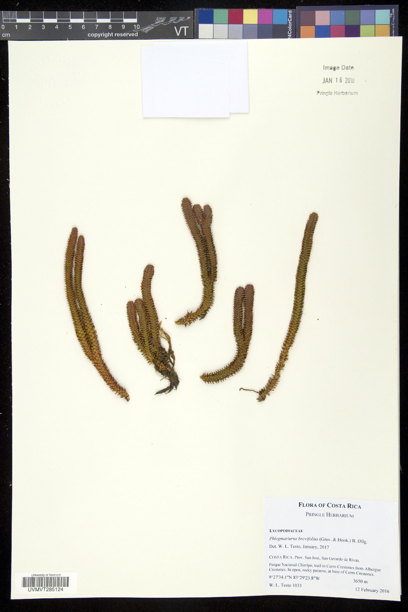 Phlegmariurus brevifolius image