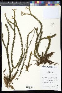 Media resource of Phlegmariurus ledermannii