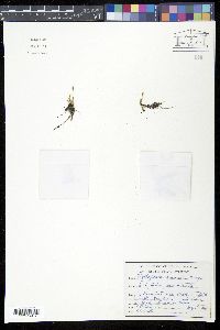 Phylloglossum drummondii image