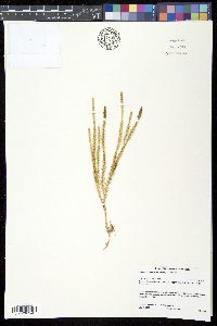 Spinulum canadense image