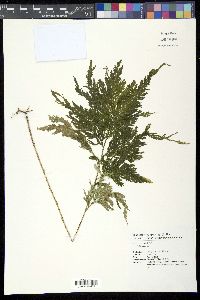 Selaginella cupressina image