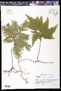 Selaginella umbrosa image