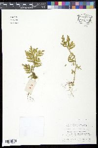 Selaginella uncinata image