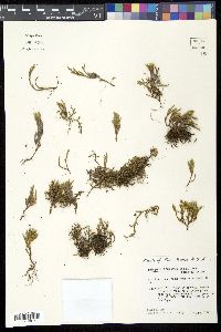 Selaginella weatherbiana image