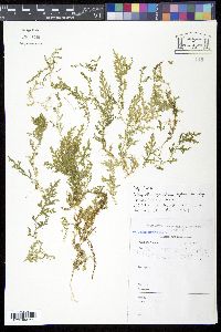 Selaginella goudotiana image