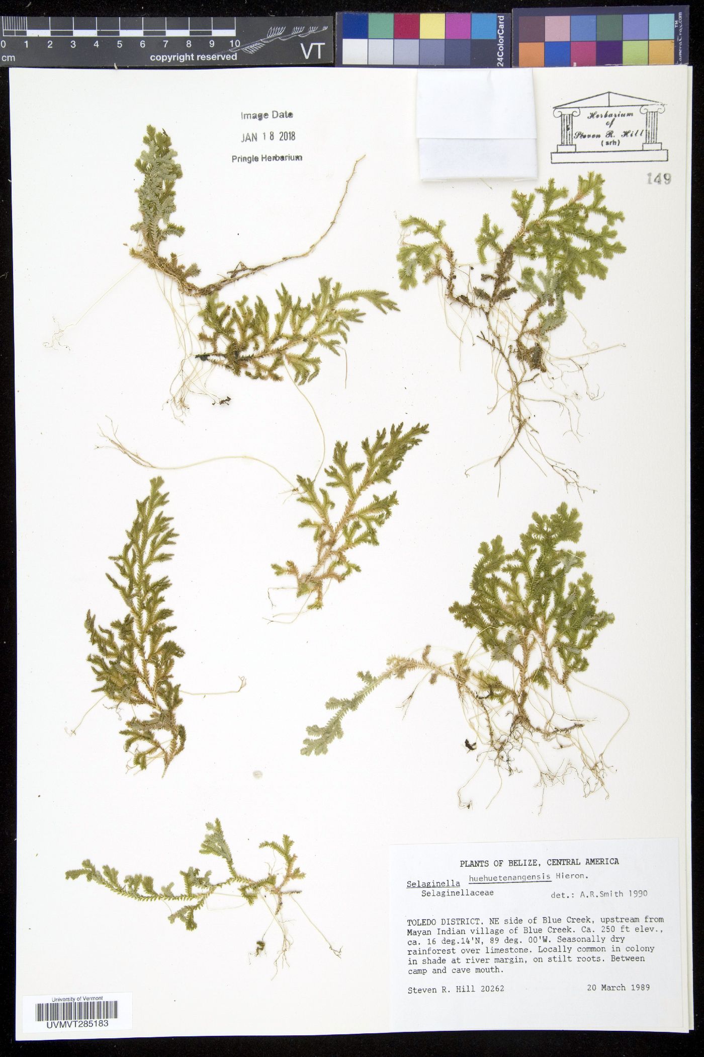 Selaginella huehuetenangensis image
