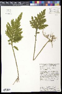 Selaginella illecebrosa image