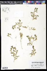 Selaginella kraussiana image
