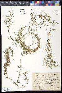 Selaginella oregana image