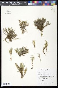 Selaginella riddellii image