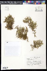 Selaginella rupestris image