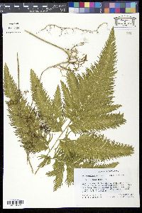 Selaginella anceps image