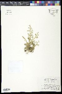 Selaginella braunii image