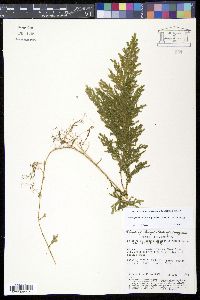 Selaginella conduplicata image