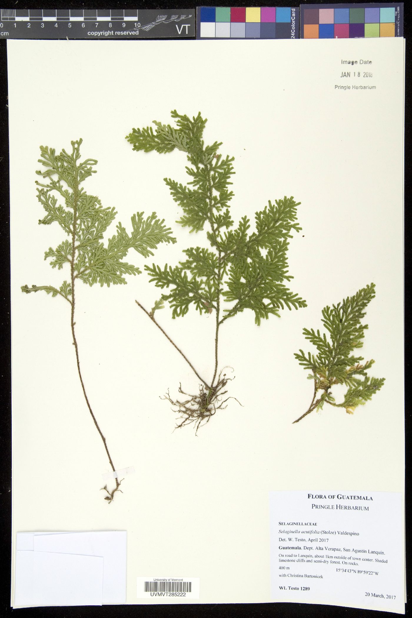Selaginella acutifolia image