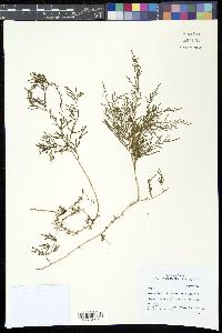 Selaginella hieronymiana image