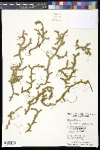 Selaginella boninensis image